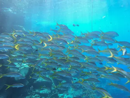 ocean-lens-3.jpeg